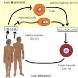 ¿Qué es el ciclo haploide y diploide?