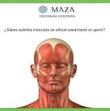 ¿Cuáles son los músculos de la cara y sus funciones?