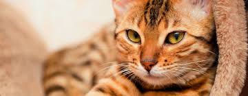 ¿Cómo detectar la fiebre en gatos sin un termómetro? - 3 - febrero 11, 2023