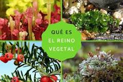¿Qué plantas tiene el reino vegetal?
