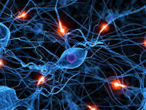 ¿Dónde se conecta la neurona sensorial y motora?