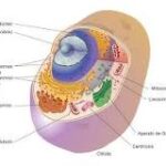Organelos Celulares: Un Cuadro Sinóptico