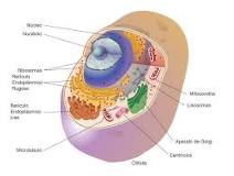 Organelos Celulares: Un Cuadro Sinóptico - 3 - febrero 23, 2023