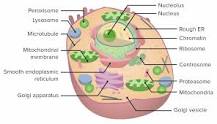 cuadro sinoptico de los organelos celulares