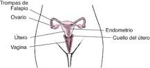 Conectando el Útero a los Genitales Externos - 3 - febrero 22, 2023