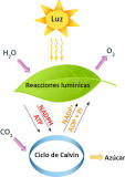 ¿Cuáles son los productos de la fase luminosa de la fotosíntesis?