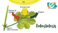 ¿Cómo se desarrolla el proceso de la fotosíntesis?