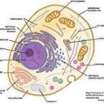 Los Cimientos de la Vida: Los Componentes Básicos de las Células