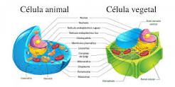 ¿Cuáles son los tres componentes basicos de la célula eucariota?