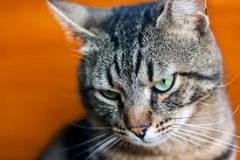 ¿Cuando un gato muere con los ojos abiertos qué significa?