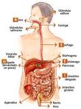 Glandulas digestivas: Los dos tipos - 3 - febrero 22, 2023