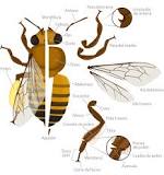 ¿Cuántas patas y ojos tiene una abeja?