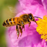 ¿Cómo son las patas de una abeja?