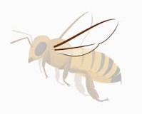 ¿Cuántas paredes de alas tiene una abeja?