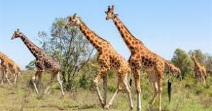 ¿Qué es cuello de jirafa?