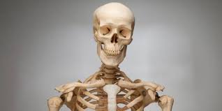 ¿Cuántos huesos tiene el cuerpo humano número exacto?