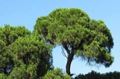 ¿Cuánto crece un pino en 20 años?