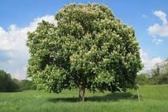 ¿Cuál es el árbol que crece más rápido?