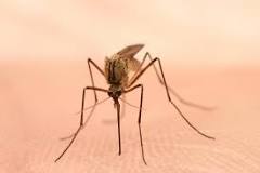 ¿Cuánto Tiempo Pueden Vivir los Mosquitos en Casa? - 3 - febrero 22, 2023