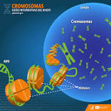 ¿Cuánto Cromosomas Posee una Mosca? - 3 - febrero 23, 2023