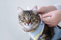 ¿Cuánto tarda en cicatrizar la esterilización de una gata?
