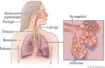 ¿Cuáles son las vías de conducción del sistema respiratorio?