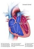 endocardio miocardio y pericardio