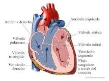 capa mas externa del corazon