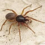 ¿Las arañas son insectos? Verdad o falso - 3 - febrero 22, 2023