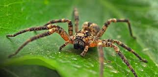la araña es vertebrado o invertebrado