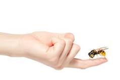 ¿Cómo saber si te ha picado una avispa o una abeja?
