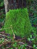 ¿Qué clases de plantas crecen en el piso del bosque?