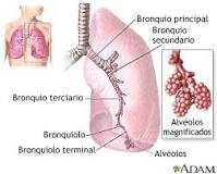 describe cómo es el pulmón derecho externa e internamente