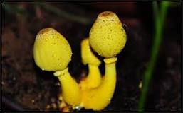 ¿Qué significa hongos amarillos?