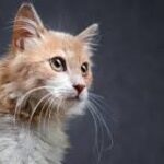 La Maestría del Gato: Explorando su Sistema Nervioso