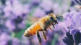 abejas en casa significado