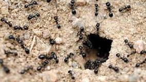 Una Obra Maestra de la Naturaleza: Cuánto Tardan las Hormigas en Const - 3 - febrero 22, 2023