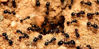 ¿Por qué hay hormigas en el baño?