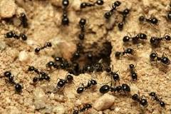 ¿Cómo saber dónde está el nido de hormigas?