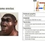 Características Físicas de Homo Erectus