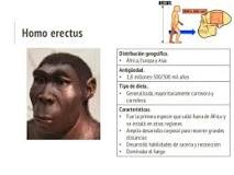 Características Físicas de Homo Erectus - 3 - febrero 22, 2023