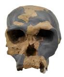 ¿Qué características fisicas tuvo el Homo habilis?