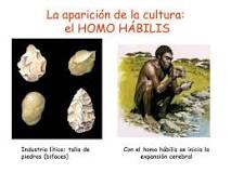 ¿Qué características comportamentales y culturales presenta la especie Homo erectus?