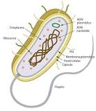¿Qué son células eucariotas y un ejemplo?