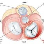 ¿Qué hay de diferente entre aurículas y ventrículos?