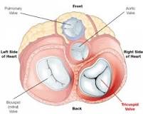 ¿Qué hay de diferente entre aurículas y ventrículos? - 3 - febrero 22, 2023