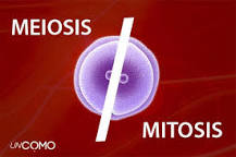 meiosis y mitosis semejanzas