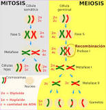 ¿Dónde se inicia la mitosis?