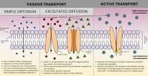 ¿Cómo está conformado el transporte celular?