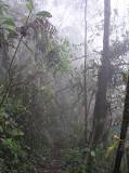 Los Animales del Bosque Tropical del Pacífico - 3 - febrero 22, 2023